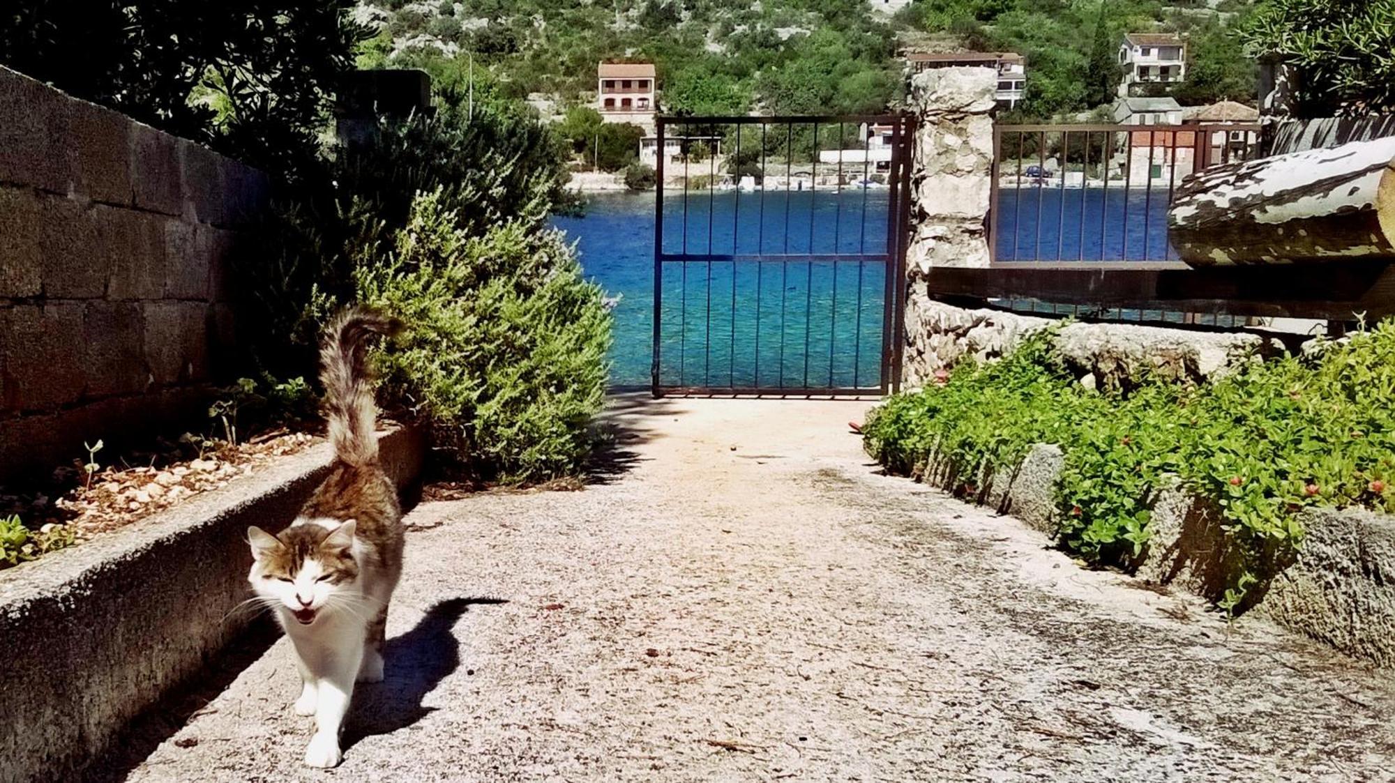 Apartmani Conar Veliki Drvenik Dış mekan fotoğraf