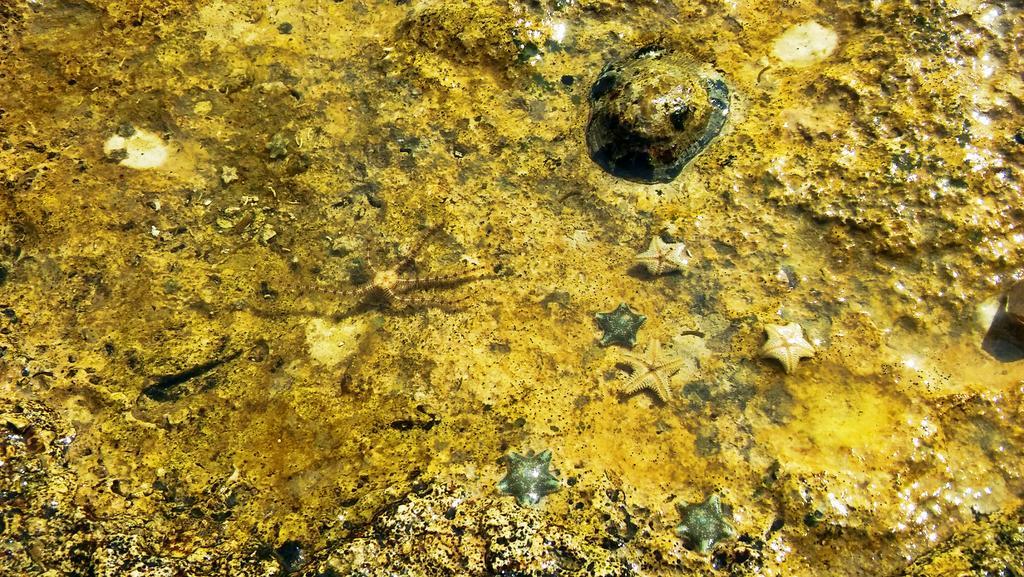 Apartmani Conar Veliki Drvenik Dış mekan fotoğraf